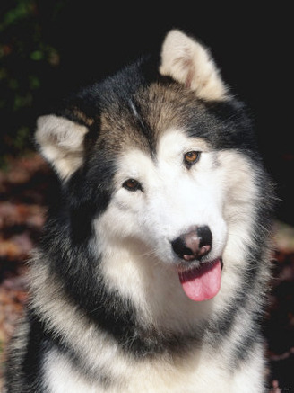 Alaskan Malamute Dog Portrait, Illinois, USA