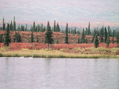 Trumpeter Swans (Cygnus Cygnus Buccinator) on Lake, Denali National Park, Alaska