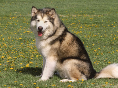 Alaskan Malamute Dog, USA