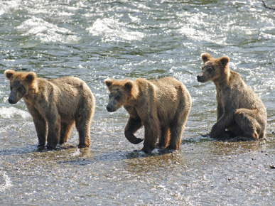 Three Grizzly Bear, Cubs (2-Year) Salmon Brooks River, Katmai National Park, Alaska, USA