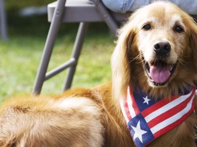 Dog Wearing Patriotic Scarf, Anchorage, Alaska