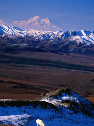 Mount Mckinley with Dall Sheep in Foreground, Denali National Park and Preserve, Alaska