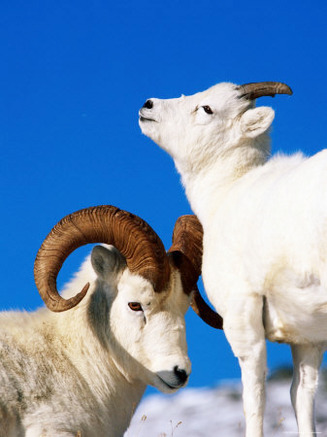 Two Dall Sheep, Denali National Park and Preserve, Alaska