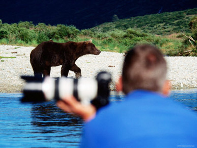 Brown Bear and Photogrpaher along Shelikof Strait, Katmai National Park, Alaska