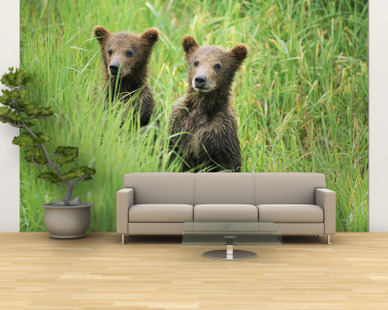 Alaskan Brown Bear Cubs Wait in Long Grass for Their Mother