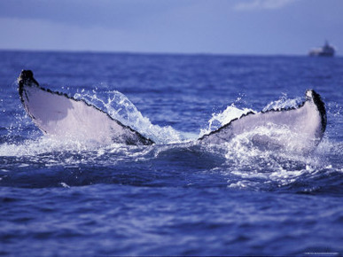 Whale Tail, Alaska, USA