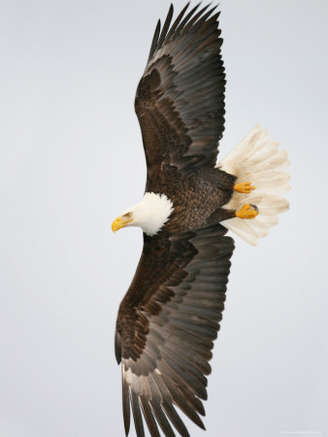 Bald Eagle in Flight with Wingspread, Homer, Alaska, USA