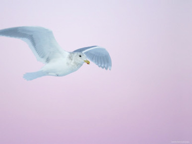 Glaucous-Winged Gull Flying Against Pre-Dawn Sky, Homer, Alaska, USA