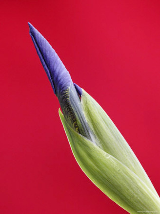 Wild Iris Budding, Nome, Alaska, USA