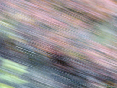 Colorful Abstract of Autumn Tundra Spruce Trees, Denali National Park, Alaska, USA