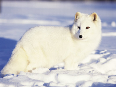 Arctic Fox in Winter Coat, Alaska, USA