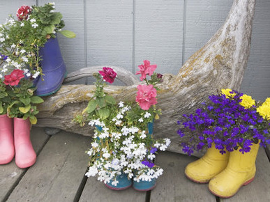 Colorful Rubber Boots Used as Flower Pots, Homer, Alaska, USA