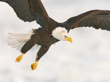 Bald Eagle in Landing Posture, Homer, Alaska, USA