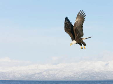 Bald Eagle in Flight with Upbeat Wingspread, Homer, Alaska, USA