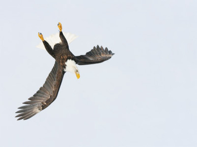 Bald Eagle Dive for Prey, Homer, Alaska, USA