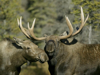 Close-up of Male and Female Moose Nuzzle, Anchorage, Alaska, USA