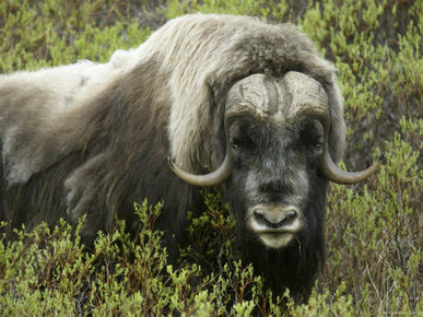 Close-up of Musk Ox in Bushes, Nome, Alaska, USA