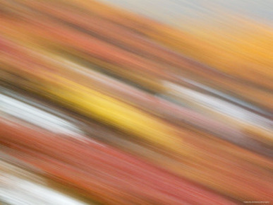 Colorful Abstract of Autumn Tundra Colors, Denali National Park, Alaska, USA