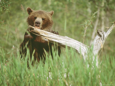 Grizzly Bear Licks Dead Tree Branch, Alaska, USA