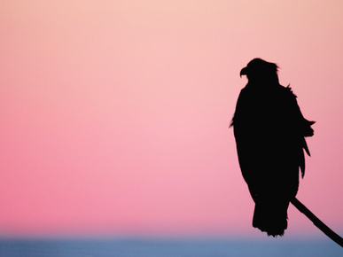 Bald Eagle Resting on Limb, Homer, Alaska, USA