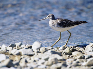 Solitary Sandpiper (Tringa Solitaria), Katmai National Park and Preserve, Alaska