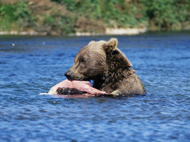 Alaskan Brown Bear (Ursus Middendorffi), Katmai National Park and Preserve, Alaska