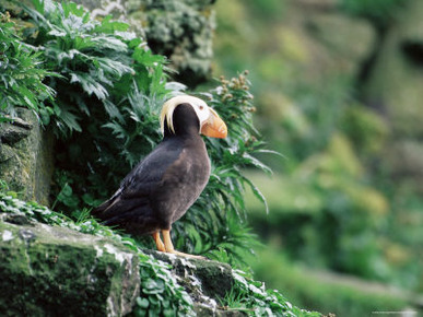 Tufted Puffin (Fratercula Cirrhata), St. George Island, Pribilof Islands, Alaska, USA