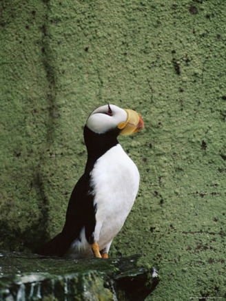 Horned Puffin (Fratercula Corniculata), St. George Island, Pribilof Islands, Alaska, USA