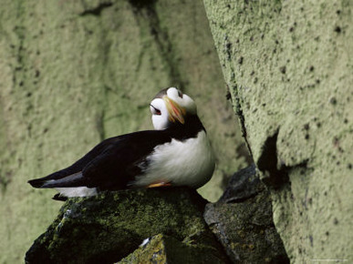 Horned Puffin (Fratercula Corniculata), St. George Island, Pribilof Islands, Alaska, USA