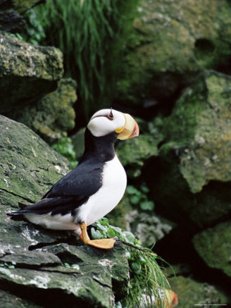 Horned Puffin (Fratercula Corniculata), St. George Island, Pribilof Islands, Alaska, USA