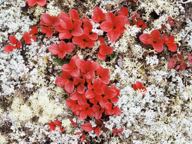 Alpine Bearberry (Arctostaphylos Alpina) in Fall Color on the Tundra, Denali National Park, Alaska