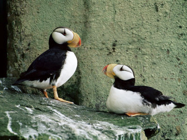 Horned Puffin (Fratercula Corniculata), St. George Island, Pribolof Islands, Alaska, USA