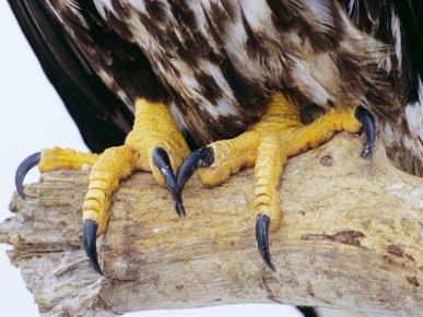 Close up of the Feet and Talons of a Bald Eagle, Alaska, USA, North America