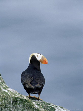 Tufted Puffin (Fratercula Cirrhata), St. George Island, Pribolof Islands, Alaska, USA