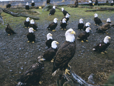 Bald Eagle (Haliaetus Leucocephalus) in February, Homer Spit, Alaska, USA