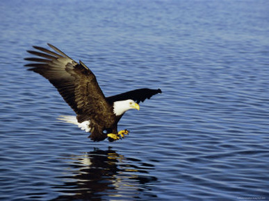 Bald Eagle (Haliaetus Leucocephalus) in February, Alaska, USA