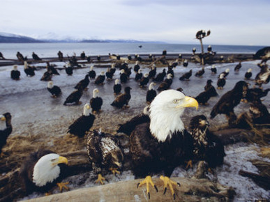 Bald Eagles (Haliaetus Leucocephalus) in February, Alaska, USA