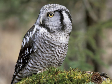 Northern Hawk Owl, Alaska, Us