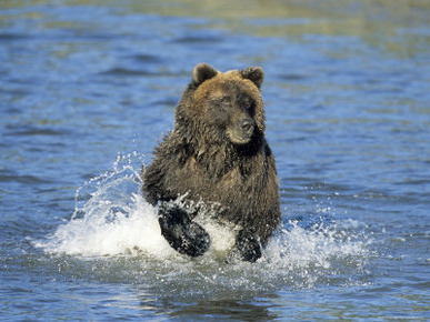 Brown Bear, (Ursus Arctos), Lake Clark National Park, Alaska, USA