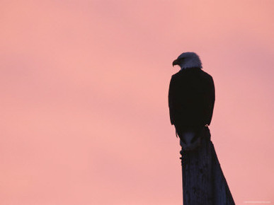 American Bald Eagle Silhouette at Sunrise, Alaska