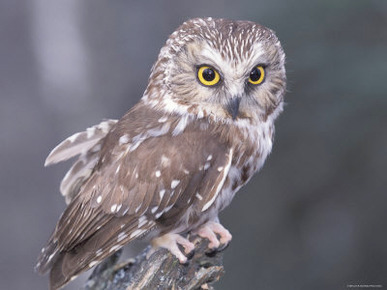 Northern Saw-Whet Owl, Alaska, Us