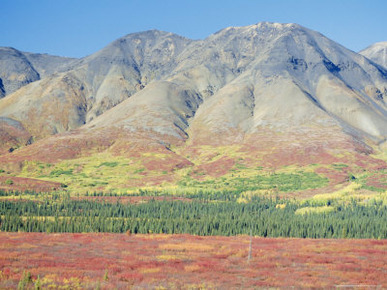 Autumn Tundra Landscape, Broad Pass, Denali National Park, Alaska, USA