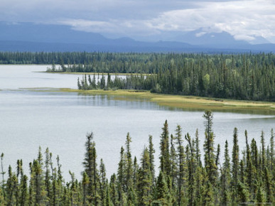 Muskeg, Tundra Wetland, with Lakes and Pine Forest, Glenallen, Alaska, USA