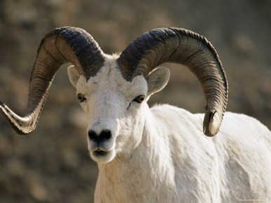 Male Dall Sheep (Ovis Dalli), Denali National Park, Alaska, United States of America, North America