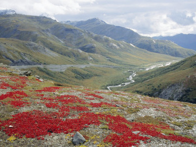 Red Bearberry on Trundra Shelf Above Dalton Highway North of Atigun Pass, Alaska, USA